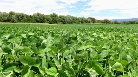 Soy field Stock Footage 77724383