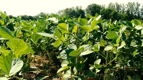 Soy Field Stock Footage 108554350