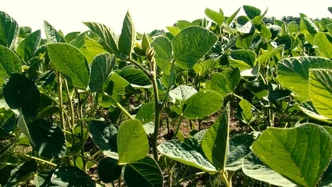 Soy Field Stock Footage 108554359