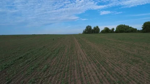 Soy field Video stock 317762948