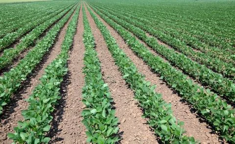 Soy in field Фото