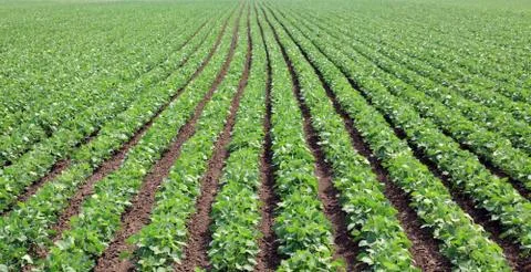 Soy field 스톡 사진