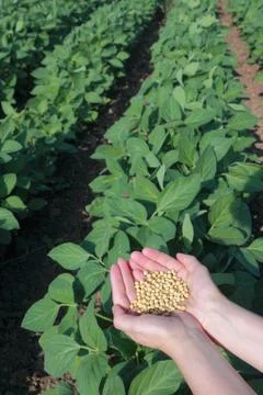 Soy field Stock Photos