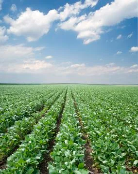 Soy field Фото