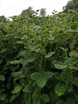 SOY-Field Stock Photos