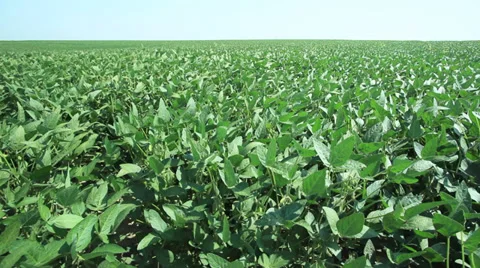 Soy field - plants moving at wind - multiple frames Stock Footage 35768345