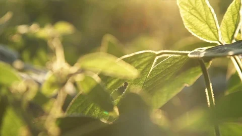 Soy field at sunset. Slow motion Stock Footage 78861024