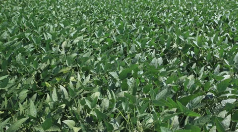 Soy field waving at wind at summer Stock Footage 35893944