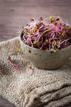 Soy germs Stock Photos