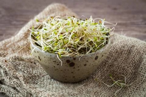 Soy germs Stock Photos