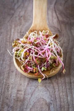 Soy germs Foto stock