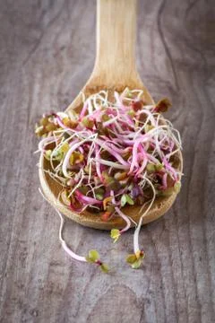 Soy germs Foto stock