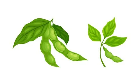 Soy Grain Legume or Pulse Crop with Green Pod and Beans Vector Set Ilustração Stock