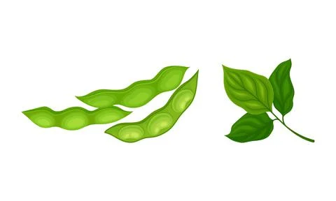 Soy Grain Legume or Pulse Crop with Green Pod and Beans Vector Set Ilustração Stock