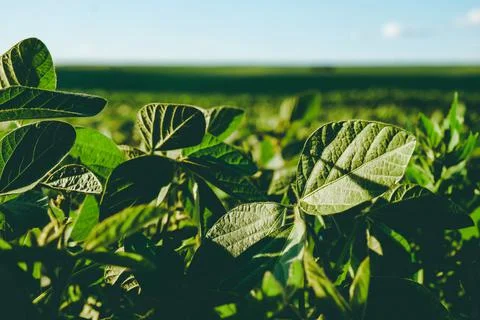 Soy leaf. Macro Stock Photos