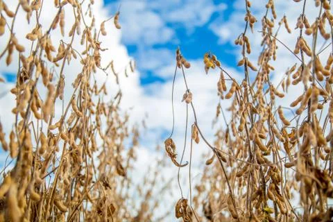 Soy Stock Photos