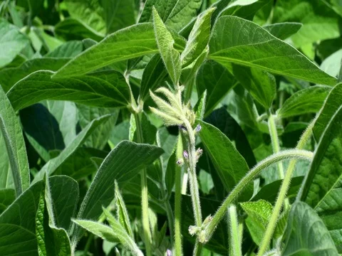 Soy plant Stock Footage 77724326