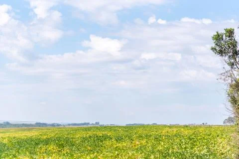Soy plantation in the development phase and in the background the blue horizo Stock Photos
