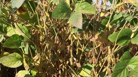 Soy Plants Stock Footage 81062808