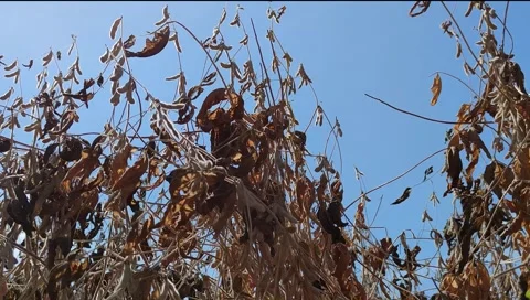 Soy plants (Glicyne max) dried and ready for harvest Stock Footage 132741714