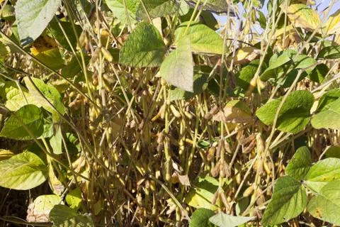 Soy Plants Stock Photos