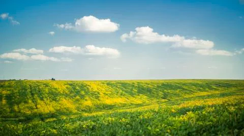 Soy plants Stock Photos