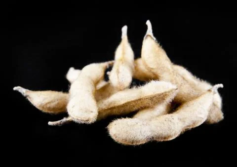 Soy pods Stock Photos