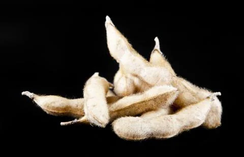 Soy pods Stock Photos
