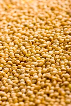 Soy seed background Stock Photos