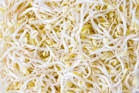 Soy sprouts Foto stock