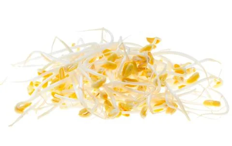 Soy sprouts. Stock Photos