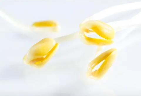 Soy sprouts. Stock Photos