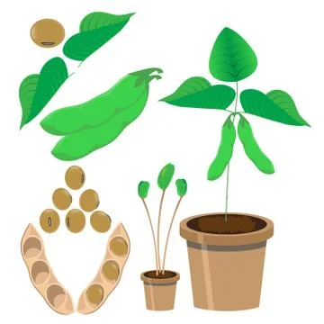 Soy vector illustration Stock Illustration