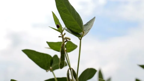 Soya - bean field Stock-Footage 92898114