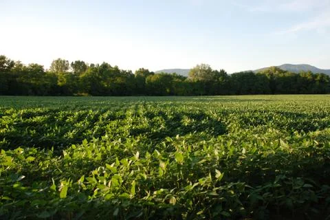 Soya Bean Field Foto stock