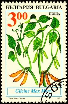 Soya bean on postage stamp Stock Photos