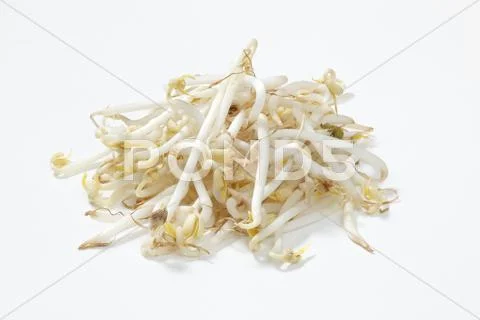 Soya bean sprouts Stock Photos