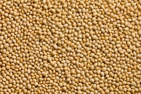 Soya beans background Stock Photos