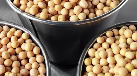 SOYA BEANS IN CLOSE UP MACRO TRACKING SHOT OVERHEAD Vidéo 62232569