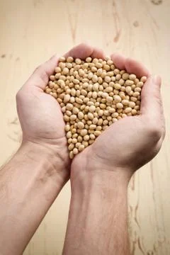 Soya beans in hands Stock Photos