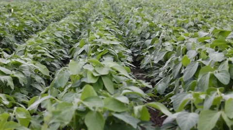 Soya Field on a cloudy weather Stock Footage 5505469