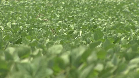 Soya field Stock-Footage 41136378