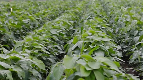 Soya field pan with dolly camera from left to right Stock Footage 5505424