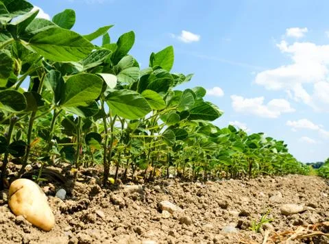 Soya field Stock Photos