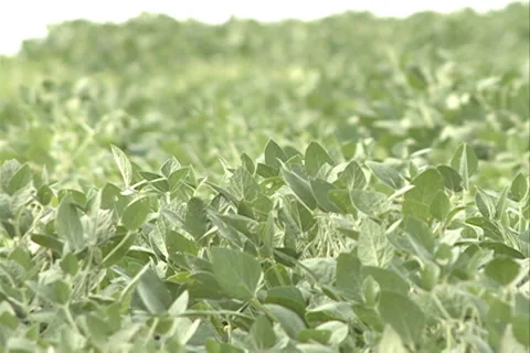 Soya field SD 05 库存影片 37627679