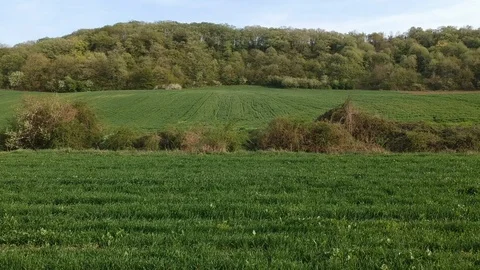 Soya field shot from drone moving to the right Video stock 88586036