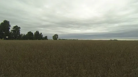 Soya Fields Cloudy Day 스톡 동영상 62743559