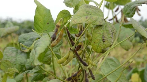Soya grain Stock Footage 98011586