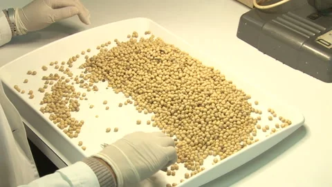 Soya Seed Quality Testing. Stock Footage 154465337
