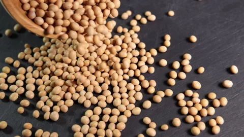 Soyabeans soya beans dropping powering over black slate from wooden bowl backgro Stock-Footage 150775188